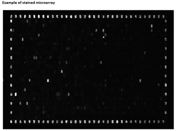 Blocking Buffer For Fluorescent Western Blotting