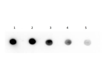 Streptavidin Peroxidase Conjugated