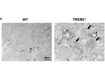 Streptavidin Peroxidase Conjugated