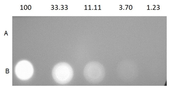 Streptavidin Phycoerythrin Conjugated