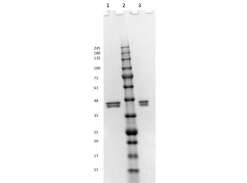 Human/mouse/rat ERK1 protein