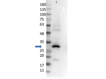 DsRed Antibody