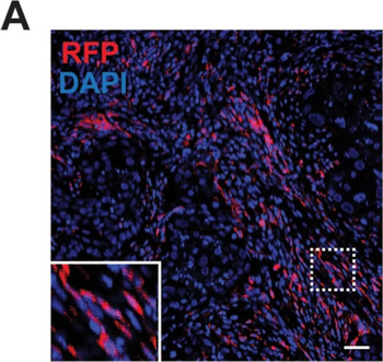 DsRed Antibody