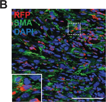 DsRed Antibody