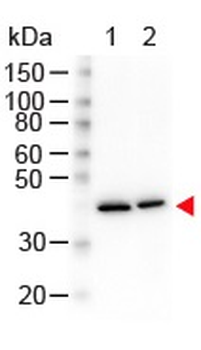 ACTB Antibody