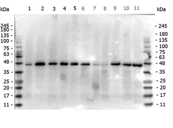 ACTB Antibody