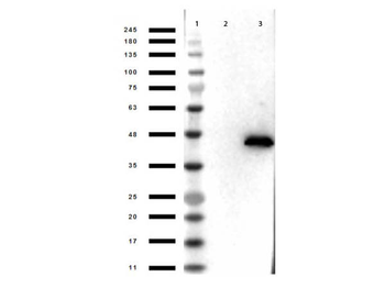 MAPK1 Antibody