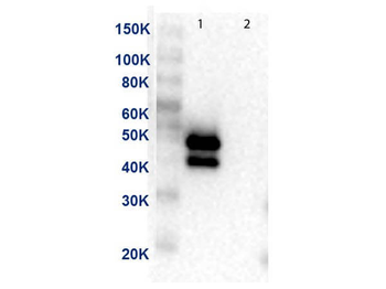 MAP2K1 Antibody (HRP)