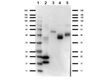 VHH Antibody