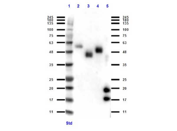 VHH Antibody
