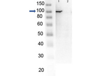 PARP1 Antibody