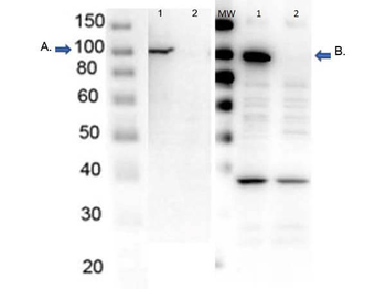 PARP1 Antibody