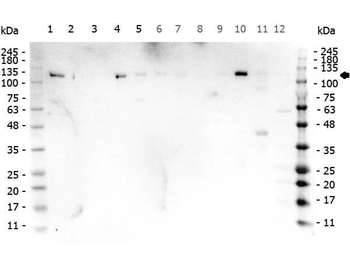 PARP1 Antibody