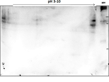PARP1 Antibody