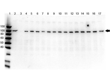 PARP1 Antibody