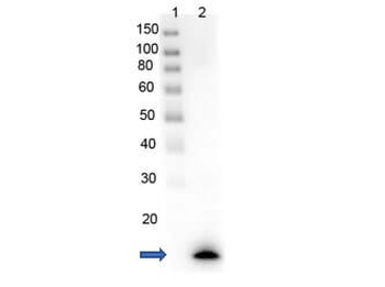 PARP1 Antibody