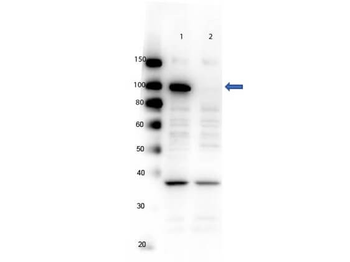 PARP1 Antibody