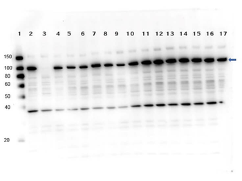 PARP1 Antibody