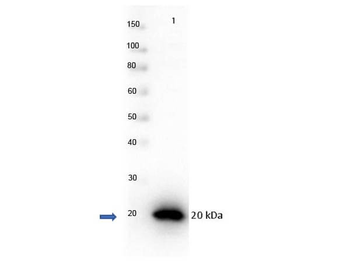 PARP1 Antibody