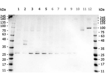 TNF Antibody