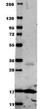 TNF Antibody