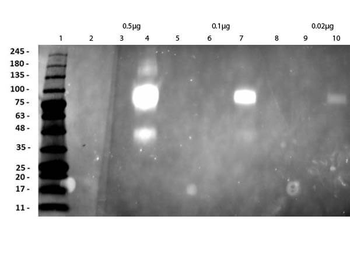 Recombinant HER2 Fab Antibody