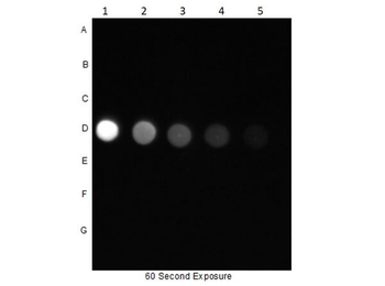 AKT1 Antibody