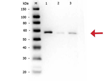 AKT1 Antibody