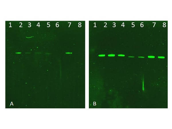AKT1 Antibody
