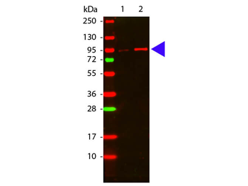 AKT1 Antibody