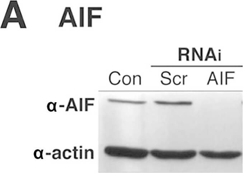 ACTB Antibody