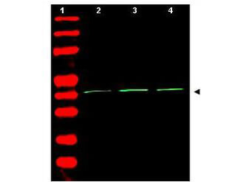 ACTB Antibody