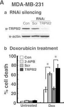 ACTB Antibody