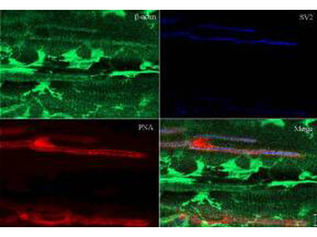 ACTB Antibody