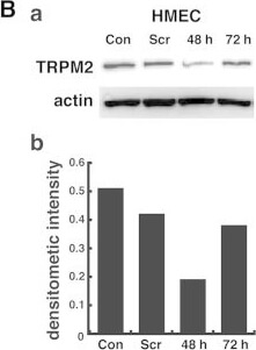 ACTB Antibody