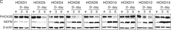 ACTB Antibody