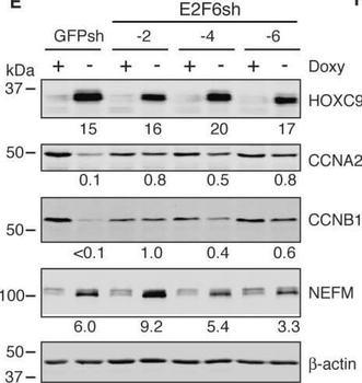 ACTB Antibody