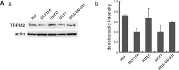 ACTB Antibody