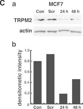 ACTB Antibody