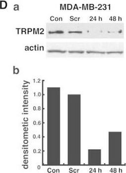 ACTB Antibody
