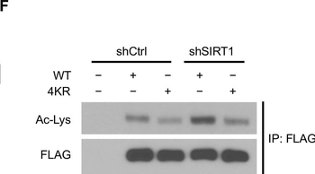 Lysine Acetylated Antibody