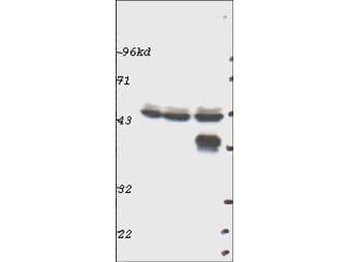 MAPK3 Antibody