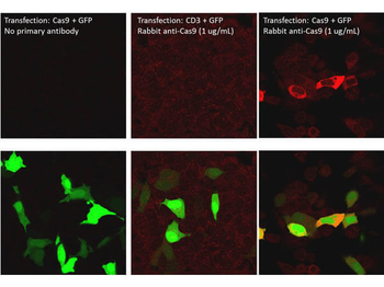cas9 Antibody