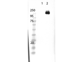 cas9 Antibody