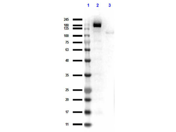 cas9 Antibody