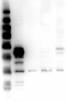 MAPK3 Antibody