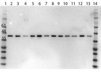 MAPK1 Antibody