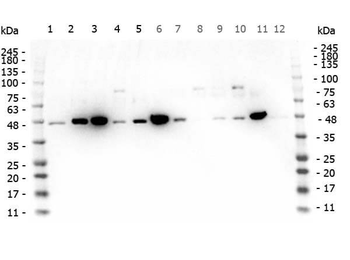 MAP2K1 Antibody