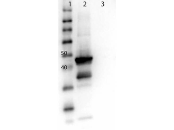 MAP2K1 Antibody