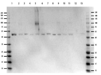 MAPK1 Antibody